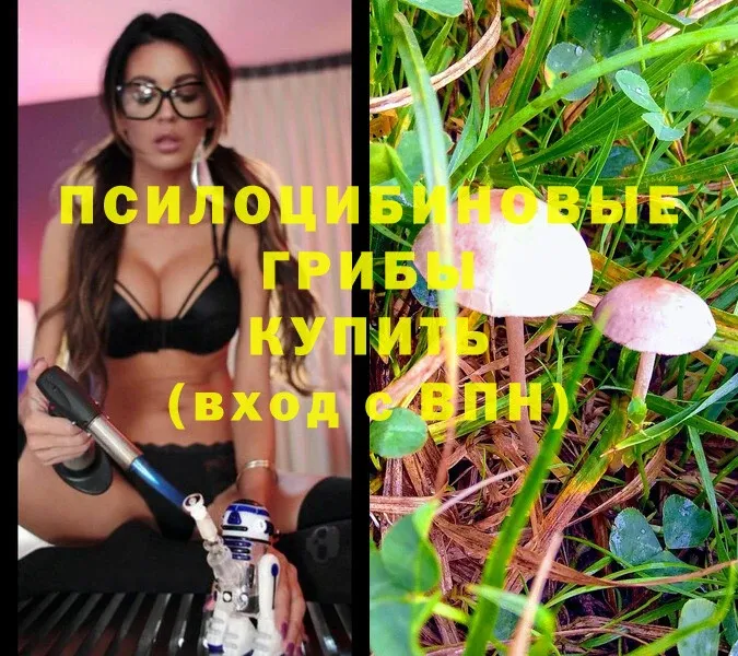 магазин    Тулун  Псилоцибиновые грибы Psilocybine cubensis 